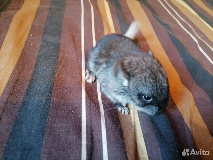 Шиншилла
