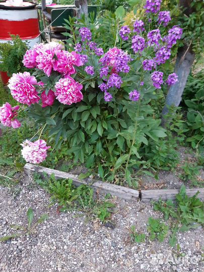 Пионы Спирея голдпринц Эстрагон