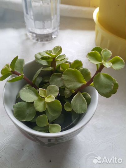 Красула овата варьегатная