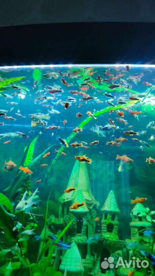 Аквариумные рыбки