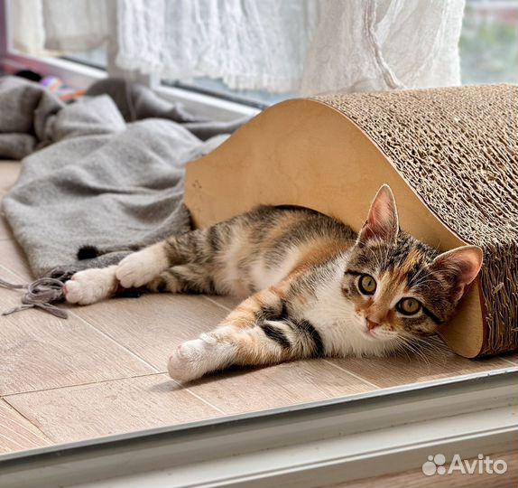 Котенок девочка ищет добрые руки