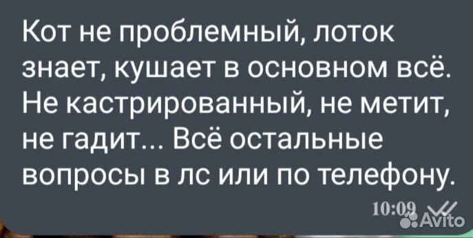 Шотландский вислоухий кот бесплатно