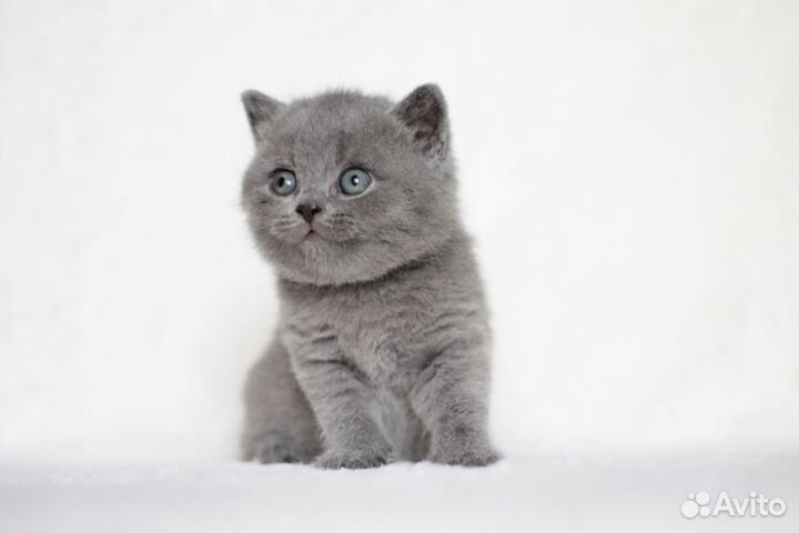 Британский голубой котик. Питомник Glamourelly