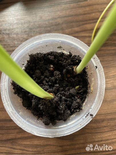 Гиппеаструм, цветы