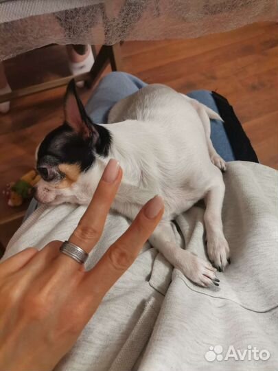 Домашняя передержка собак