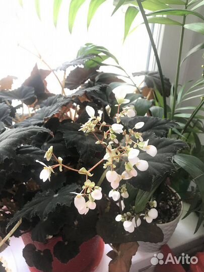 Комнатные цветы