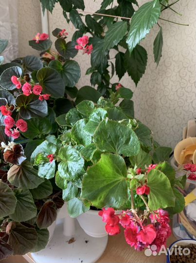 Бегонии вечноцветущие