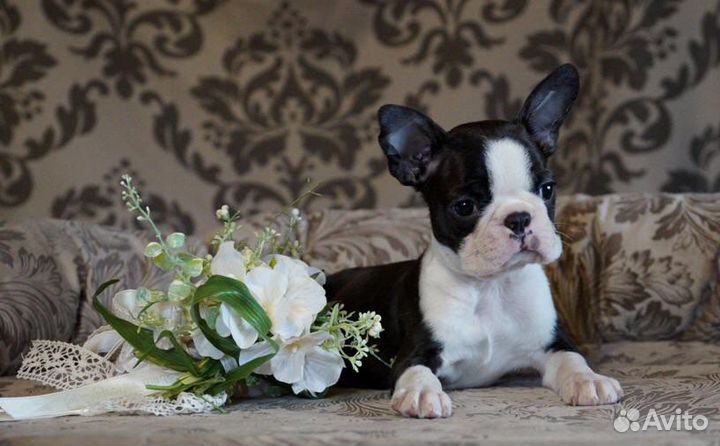 Щенки Бостон Терьер