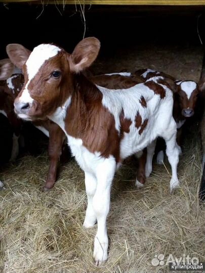 Телята мясной породы бычки
