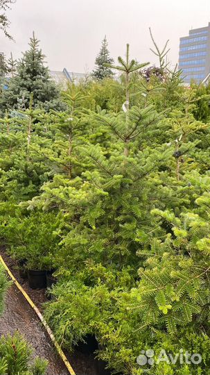 Пихта Корейская