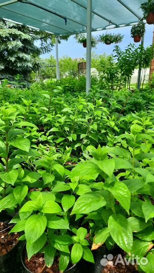 Гортензия метельчатая, крупнолистная