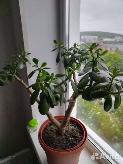 Продам цветы комнатные