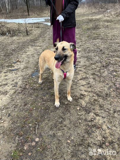 Метис овчарки из приюта