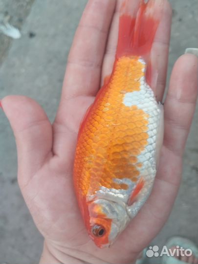 Золотая рыбка комета