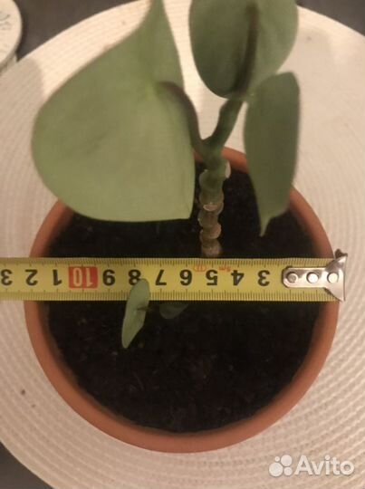 Глиняный горшок для цветов (доставка )