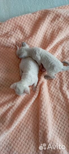 Котята Девон-рекс