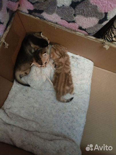Кошка