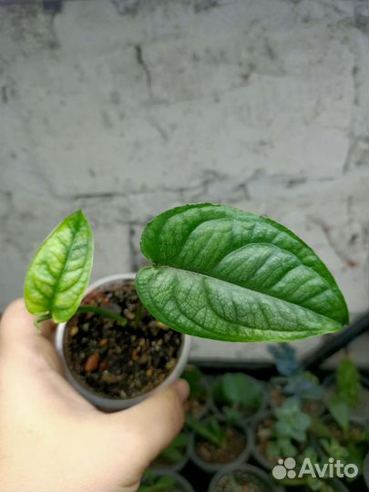 Эпипремнум, монстера, хойя и другие