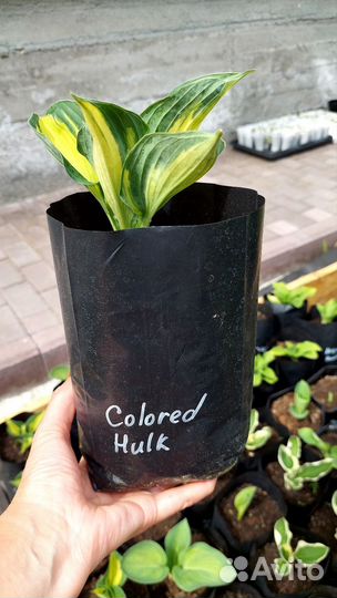 Хоста Colored Hulk
