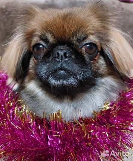 Щенки пекинеса