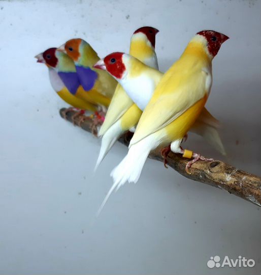 Амадины гульда