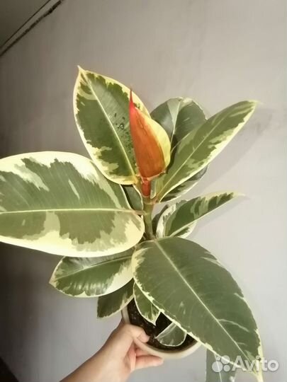 Фикус Тинеке