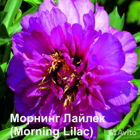 Пионы сортовые полумахровые