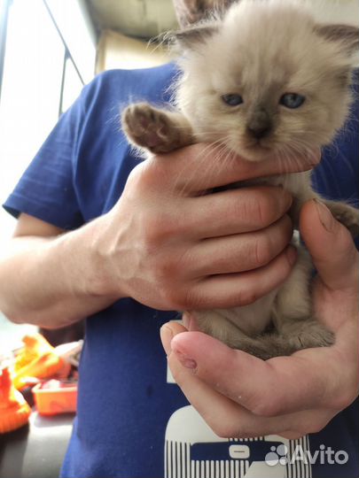 Вислоухие котята в добрые руки