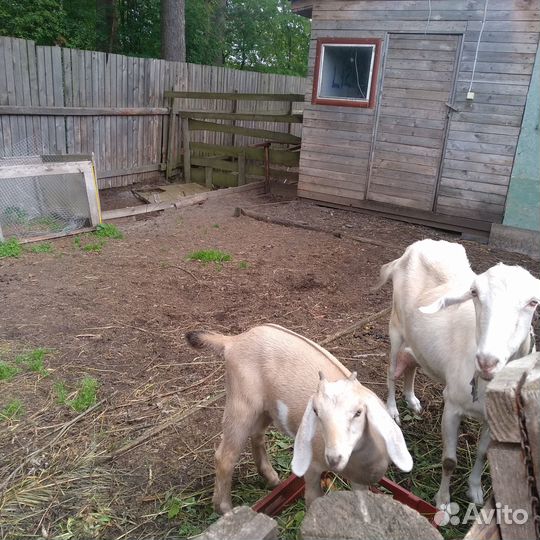 Продам отличных коз