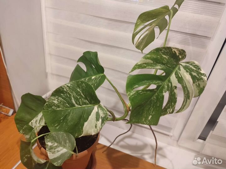 Монстера вариегатная альба