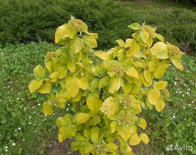 Калина Гордовина (Вариегата)