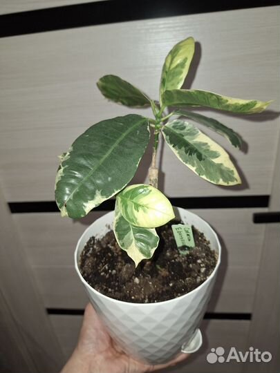 Кротон Эбурнеум и Вилма