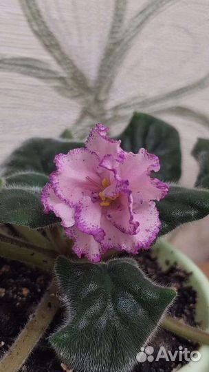 Сортовые фиалки