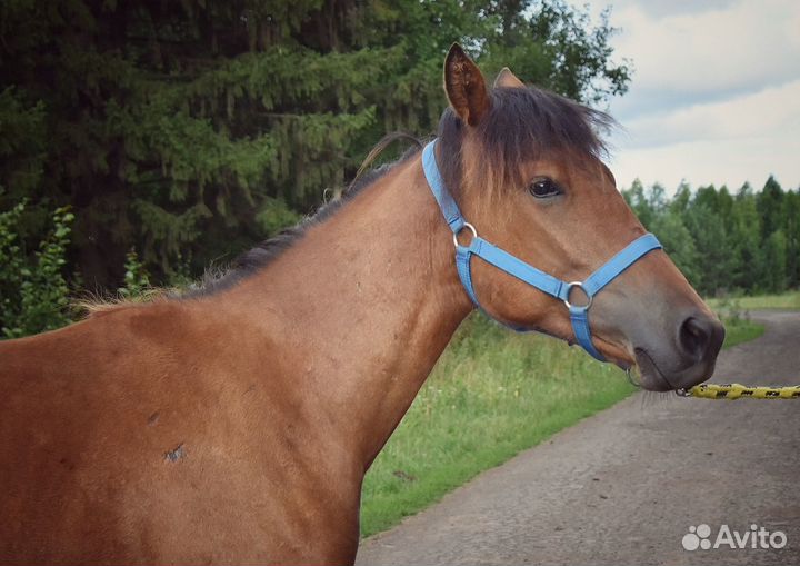 Кобылка 2023 г.р. (Помесь)