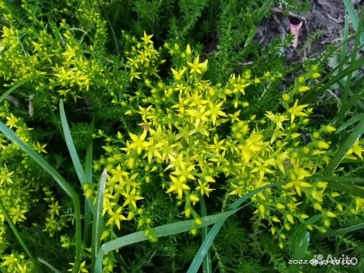 Почвопокровные растения