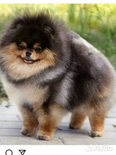 Померанский шпиц девочка