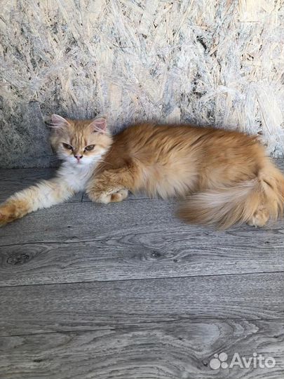 Британская кошка