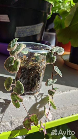 Церопегия вуда вариегатная