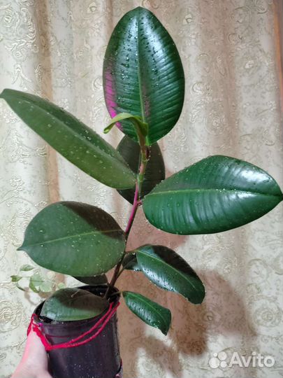 Комнатные цветы