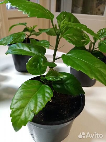 Гибискус махровый красный