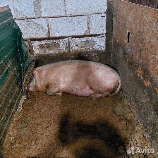 Сельхоз животные