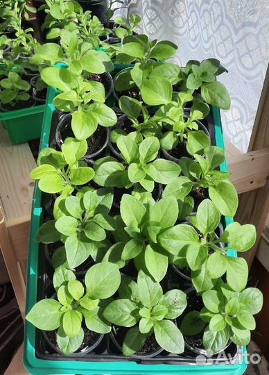 Рассада ампельной петунии