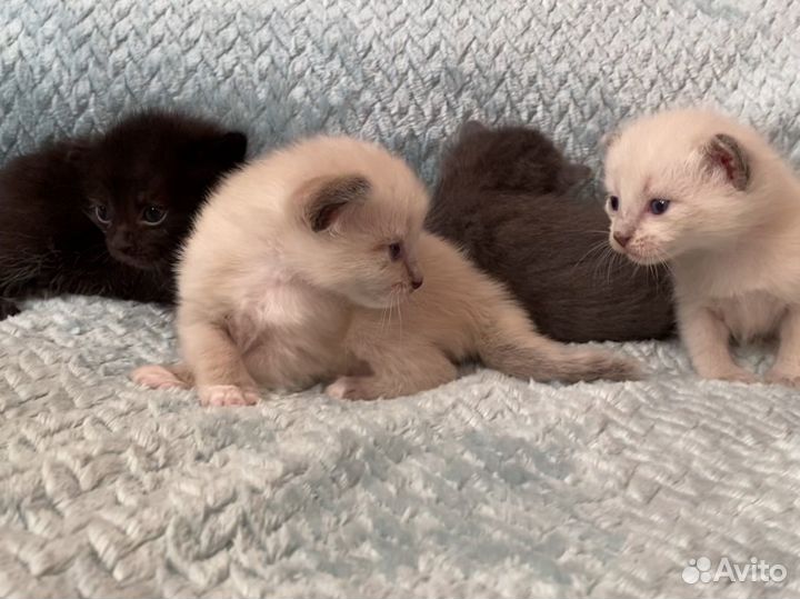 Котята в добрые руки