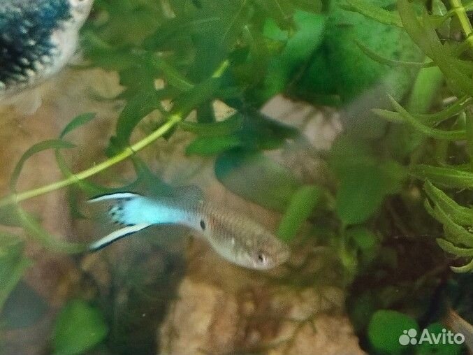 Аквариумные рыбки гуппи
