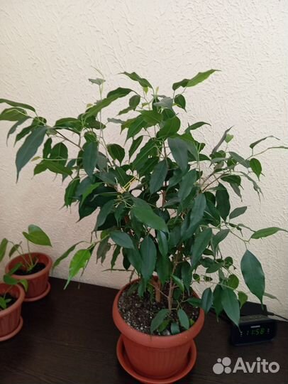 Фикус бенджамина большой