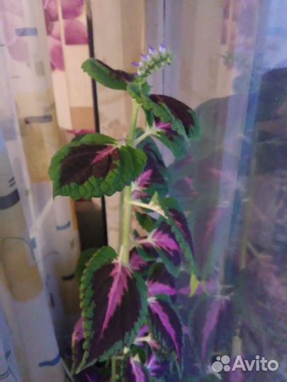 Цветок колеус