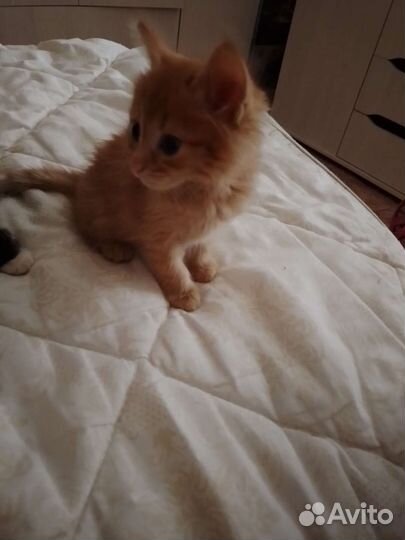 Котята