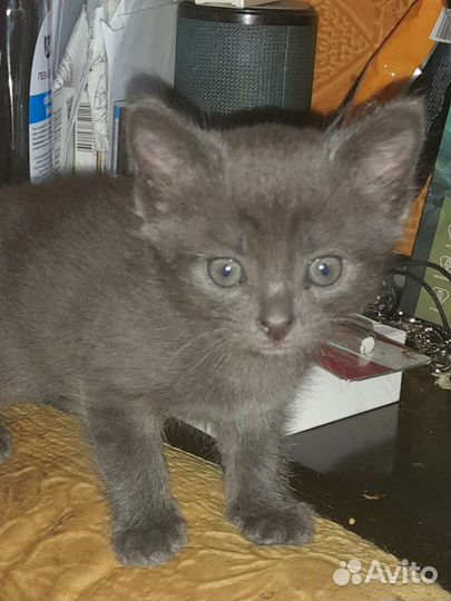 Котята