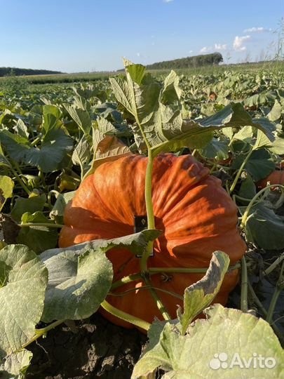 Тыква Баронесса