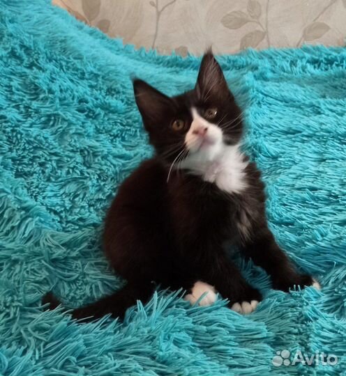 Котята мейн-кун